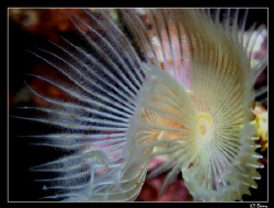 spiral tube worm; the challange is - at least to me - to ... by Daniel Strub 